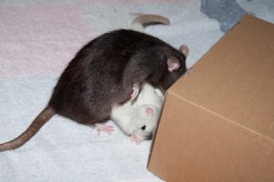 Unterwerfung (Bild: Nienor)