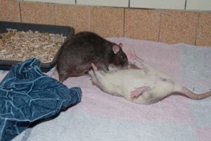 Unterwerfung (Bild: Nienor)