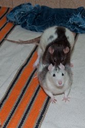 Berammeln unter Weibchen während der Integration (Bild: Nienor) 