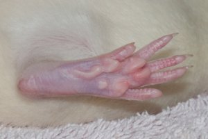 Hinterpfote von unten (Bild: Nienor) Hinterpfote von unten (Bild: Nienor)