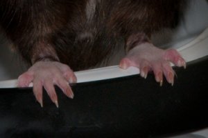 Hinterpfoten (Bild: Nienor) Hinterpfoten (Bild: Nienor)