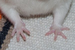 Vorderpfoten (Bild: Nienor) Vorderpfoten (Bild: Nienor)