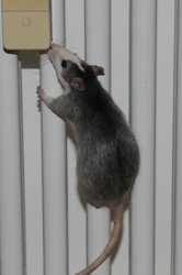 Nienor-Kletterratz.jpg Nienor-Kletterratz.jpg