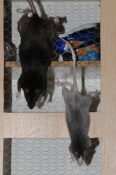 Nienor-Kletterratz-2.jpg Nienor-Kletterratz-2.jpg