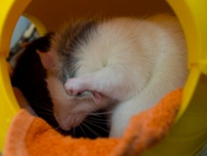 Nienor-Putzen.jpg Nienor-Putzen.jpg