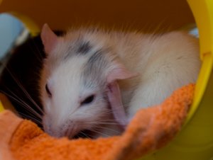 Nienor-Putzen-2.jpg Nienor-Putzen-2.jpg