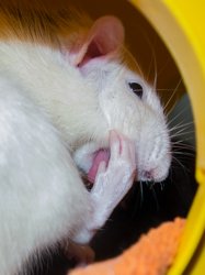 Nienor-Putzen-3.jpg Nienor-Putzen-3.jpg