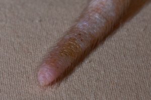 Detailaufnahme einer Schwanzspitze (Bild: Nienor) Detailaufnahme einer Schwanzspitze (Bild: Nienor)