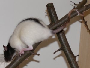 Schwanz als Kletterhilfe (Bild: Nienor) Schwanz als Kletterhilfe (Bild: Nienor)