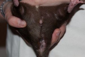 Nienor-Kastrat-2-452x300.jpg Nienor-Kastrat-2-452x300.jpg