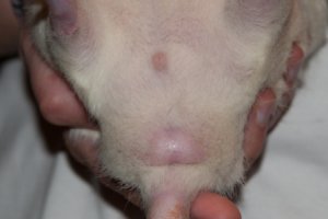 Nienor-Kastrat-452x300.jpg Nienor-Kastrat-452x300.jpg