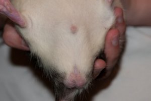 Nienor-Männchen-1-452x300.jpg Nienor-Männchen-1-452x300.jpg