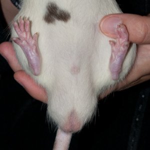 Nienor-Männchen-300x300.jpg Nienor-Männchen-300x300.jpg