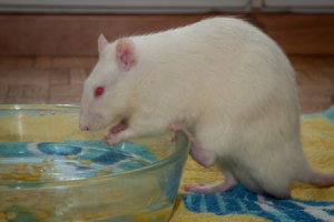 Nienor-Männchen-Seite-452x300.jpg Nienor-Männchen-Seite-452x300.jpg