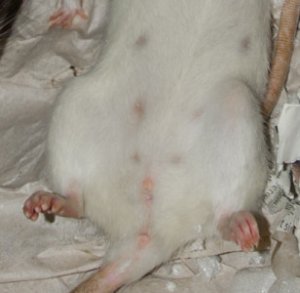 Nienor-Weibchen-308x300.jpg Nienor-Weibchen-308x300.jpg