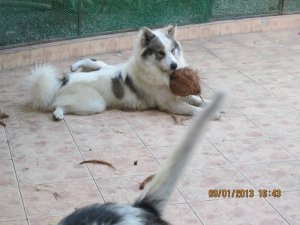 Moo mit seiner Nuss.JPG