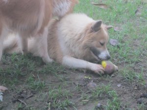 Jo mit 4 Monaten.jpg