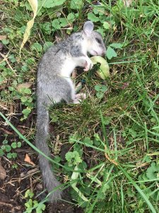 IMG-20190703-WA0001.jpg IMG-20190703-WA0001.jpg