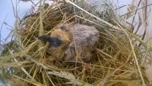 WhatsApp Image 2019-07-06 at 10.01.34.jpeg