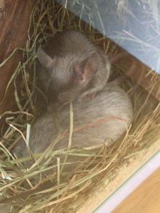 WhatsApp Image 2019-07-20 at 10.02.17.jpeg