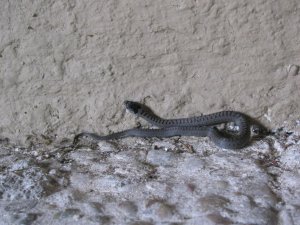 AugustNürnberg2019 260.JPG