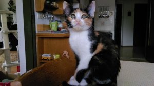 Oma's Katzen_175.jpg