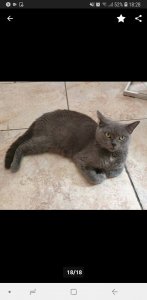 Screenshot_20190907-182831_eBay Kleinanzeigen.jpg