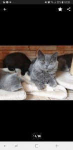 Screenshot_20190907-182837_eBay Kleinanzeigen.jpg