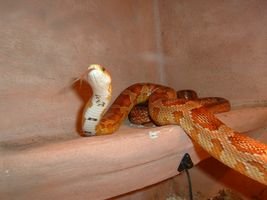 DSCF0009 [320x200].JPG