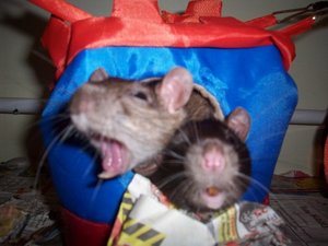 ratten schnappschuÃŸ.JPG