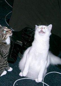 Avalon guckt cool.jpg