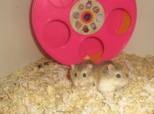 Penny & Patty 29.jpg