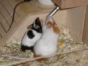 54 Leilani und Shalina.jpg