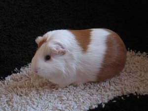 Marias Doppelkinn xDD 005.jpg