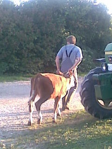 Bilder curly 002.jpg