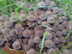 17092007105 (Small).jpg