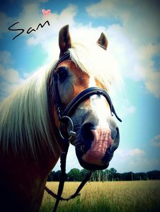 Sam mein schatz - Kopie.jpg