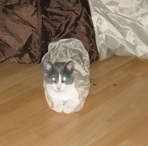 Merlin neue Bilder..02.jpg