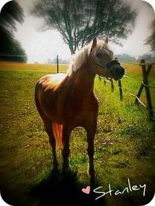 Stanley.jpg
