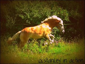 Stanley in action.jpg