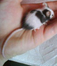 DSC00243 kleiner.jpg