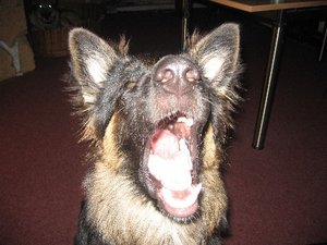 Web rosie sagt aaaaaweb.jpg