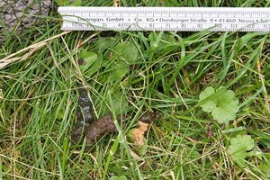 comp_DSC04024 Kopie.jpg