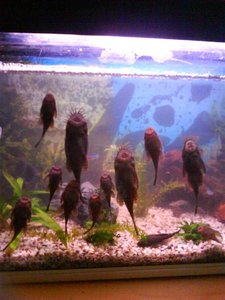 DSC00171 (Medium).JPG