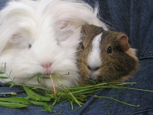 Marie&Tommy (331) (Small).JPG