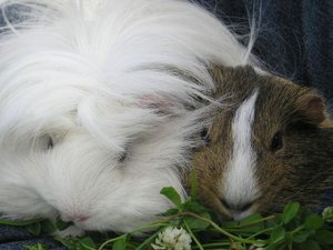 Marie&Tommy (343) (Small).JPG