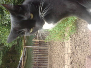 wenn blicke tÃ¶ten kÃ¶nnten.jpg