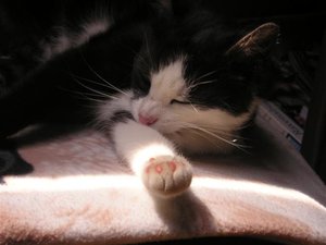 Mietze (70) (Small).JPG