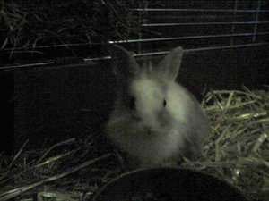 Floppy-002.jpg Floppy-002.jpg