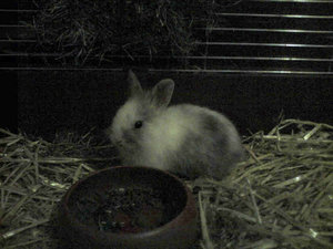 Floppy-003.jpg Floppy-003.jpg